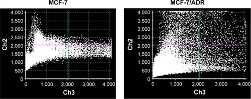 Figure 7 Scatter-plots of colocalization analysis in the MCF-7 and MCF-7/ADR cells at 5 hours.Notes: Ch2 represents the PAMAM-NH2, and Ch3 represents the lysosomes.Abbreviation: Ch, channel.