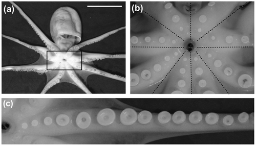 Figure 3. General sucker arrangement in 1r-octopus. (a) Ventral view of sucker arrangement in E. moschata (an example of 1r-octopus). The scale bar shown in the image represents 5 cm. (b) Enlargement of suckers around the beak (black box in (a)) and the subdivision of these suckers for a single arm. (c) Detail of sucker distribution on a single arm.