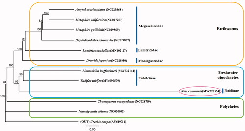 Figure 1. Molecular phylogeny of N. communis (MW770354), one species in freshwater oligochaete, 10 species in annelids, and outgroup species based on complete mitogenome. The complete mitogenomes are downloaded from GenBank and the phylogenetic tree is constructed by the Maximum-likelihood method with 1000 bootstrap replicates.