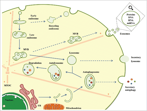 Figure 1. Degradation and secretion converge at the endolysosomal system. To ensure efficient function in the regulation of intracellular homeostasis, the endolysosomal system orchestrates endocytosis, MVB formation, exosome secretion, autophagy induction and lysosomal degradation, coordinating the balance between the degradation and secretion mechanisms. Clearance of damaged or toxic material, including proteins, lipids and nucleic acids through exosomes, secretory autophagy or secretory lysosomes might alleviate intracellular stress and contribute to the preservation of cellular homeostasis. ER: Endoplasmic reticulum, MVB: Multivesicular body; MTOC: Microtubule-organizing center.