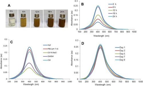 Figure 1 Green synthesis of MA-AgNPs. (A) Gradual color transition of MA-extract during synthesis of MA-AgNPs between 0 h and 24 h. (B) Corresponding UV-Vis spectra of synthesized MA-AgNPs. (C) Colloidal stability of MA-AgNPs under five different solutions: deionized water, phosphate buffered saline (PBS) (pH 7.4), NaCl (0.9%), Dulbecco’s modified Eagle’s medium (DMEM) and complete medium (CM). (D) On-shelf colloidal stability of MA-AgNPs at room temperature.
