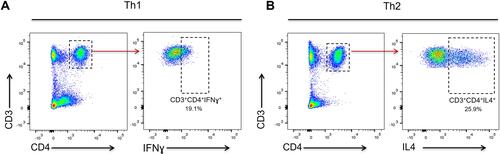 Figure 1 Representative dot plots of flow cytometry data. Figure shows a representative example in which T cells were subdivided according to CD4 expression and CD3 co-expression. Th-cells identification was performed by intracellular detection of IFN-ɣ and IL-4. The CD3+CD4+ T-helper cells were quantified as Th1 cells (CD3+CD4+IFN-ɣ+) (A) and Th2 cells (CD3+CD4+IL4+) (B).