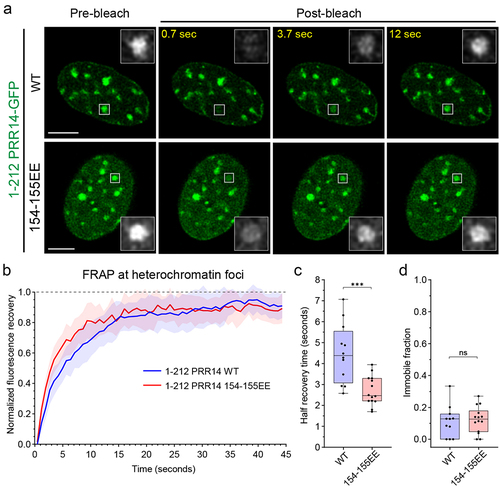 Figure 4. PRR14 HP1-binding site 2 stabilizes PRR14-heterochromatin interactions. (a) Representative confocal images of fluorescent recovery after photobleaching (FRAP) assay for PRR14 (Citation1–212) WT and 154–155EE mutant constructs. White boxes indicate the bleached area which are shown as magnified, grayscale images. (b) Line graph shows normalized fluorescent recovery over time after photobleaching in the areas indicated in (A) in cells expressing PRR14 (Citation1–212) WT (blue) or 154–155EE mutant (red). Line graph shows mean values with standard deviations displayed as shading. (c) Box plots show distributions of recovery half-times for indicated PRR14 (Citation1–212) constructs. (d) Box plots show distributions of immobile fractions for indicated constructs. n ≥ 12 cells per condition. Box plots show median, 25th and 75th percentiles. Whiskers show minimum to maximum range. Statistical analysis was performed using Mann–Whitney test. ***p < 0.001, ns: not significant. Scale bars 5 μm.