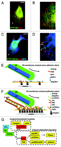 Figure 1. PTP1B localization and function on adhesion and motility in polarized, migrating cells. (A and B) GFP-PTP1B (green label) localizes at the ER and overlaps with vinculin adhesions (red label) at the cell periphery. (C and D) Microtubules (blue label) contribute to position the substrate trap GFP-PTP1BDA (green label) in paxillin adhesions (red label), where it binds to substrates and accumulates in small puncta (arrowheads in D). Arrows in (A and C) point the leading edge. (E) ER tubules randomly contact the plasma membrane outside adhesions in a microtubule (MT)-dependent manner. Membrane-associated, inactive Src (blue spheres, (p)Src), is targeted by ER-bound PTP1B at the pTyr-529, causing its dephosphorylation (light blue spheres, de(p)Src) and priming the kinase for activation at the plasma membrane. (F) MT-dependent positioning of ER-bound PTP1B over peripheral adhesions facilitates the activity of PTP1B on multiple substrates, including α-actinin, paxillin, and Src. (G) By targeting tyrosine 12 on α-actinin (in red) PTP1B contributes to enhance α-actinin binding to actin and to reinforce integrin/cytoskeleton linkages. By targeting Src regulatory pY529, PTP1B promotes Src activation and signaling through Rac1 and RhoA. During the protrusion phase, PTP1B promotes Rac1 activity and inhibits RhoA activity. Scale bars, 15 µm. Magnifications (B and D) are 400x of the original size.