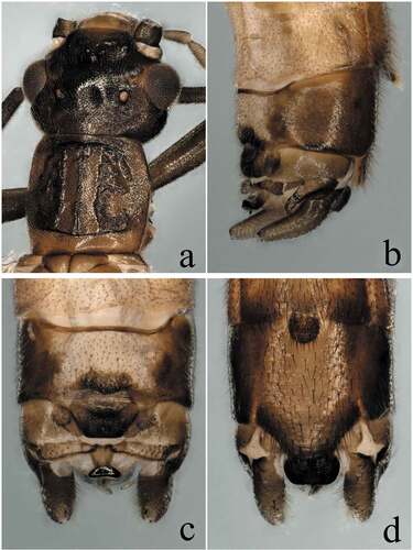 Figure 4. Rhopalopsole nanlinga Yang & Du, sp. nov. Collected from Guangdong Province, Nanling National Nature Reserve. (a) Male head and pronotum, dorsal view; (b) Male terminalia, lateral view; (c) Male terminalia, dorsal view; (d) Male terminalia, ventral view.