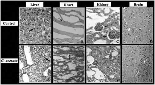 Figure 13. Histopathological analysis of the effect of G. acerosa on mice treated with 2000 mg/kg bw. A, B, C & D – Control group; E, F, G, H – G. acerosa-treated group. A&E- Display full size Liver section showing normal hepatocyte architecture without any necrosis. B&F- Display full size Heart muscles showing intact fibre alignment with normal tissue integrity. C&G- Display full size Kidney sections showing normal tubules and interstitium. D&H- Display full size Brain section with normal marginal alignment and interneuronal space.