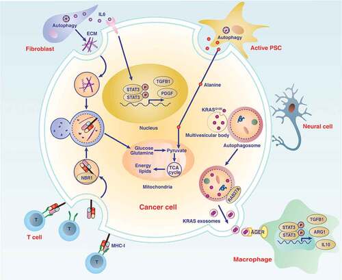 Figure 2. Dual role of autophagy regulators in KRAS-driven pancreatic tumorigenesis in mice. Abbreviations: ATG, autophagy related; AGER, advanced glycosylation end-product specific receptor; BNIP3L/NIX, BCL2 interacting protein 3 like; HMGB1, high mobility group box 1; PINK, PTEN induced kinase 1; PRKN, parkin RBR E3 ubiquitin protein ligase; PTEN, phosphatase and tensin homolog; TP53, tumor protein p53