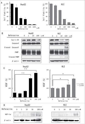 Figure 3. The inhibitory and angiogenic effects of deferasirox against hepatocellular carcinoma (HCC) cell lines in vitro (A) Cultured HepG2 and HLE cells were treated with different concentrations of deferasirox for 72 hours and cell viability was then evaluated using the XTT assay. Cell viability in the absence of treatment was set at 100%. Results are means + SD of 3 independent experiments. (B) Cultured HepG2 and HLE cells were treated with different concentrations of deferasirox for 72 hours and cell cycle and apoptotic effect was then evaluated using protein gel blot analysis. Cells were then harvested and total protein in cell lysates was analyzed for expression of the indicated proteins. (C) Cultured HepG2 and HLE cells were treated with different concentrations of deferasirox for 72 hours and the supernatant was then harvested and the amount of VEGF secreted by the cells was assessed using an ELISA assay. The level of VEGF secreted by non-treated cells was set at 100%. *, p < 0.05; **, p < 0.01. (D) Cultured HepG2 and HLE cells were treated with different concentrations of deferasirox for 72 hours. Cells were then harvested and nuclear proteins were analyzed by Western blotting to examine the expression of HIF-1α. The gels were run under the same experimental conditions.