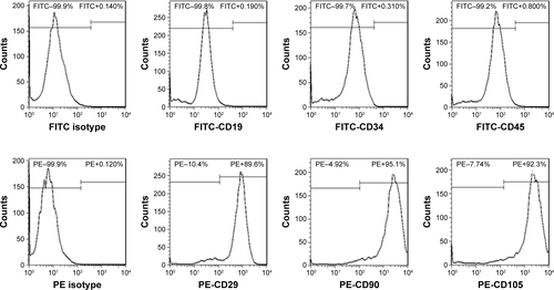 Figure S1 Characteristic surface markers of BM-MSCs were detected by flow cytometry analysis.