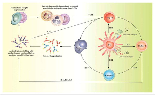 Figure 3. The downregulation mechanisms of allergen immunotherapy using allergens entrapped into BGs When high allergen doses (green dots, A) are taken up by APCs via BG-mediated allergen immunotherapy, DCs in particular produce IL-12 which stimulates naive Th0 cell to differentiate and favor skewing of the immune response from a pro-inflammatory Th2 to a Th1-driven one. This is followed by an increase in the ratio of Th1 cytokine profile as well as an induction of Treg cells and regulatory cytokines (IL-10). Furthermore, BG-mediated allergen immunotherapy leads to the production of allergen-specific IgGs that inhibit IgEs from binding onto mast and basophil cell surfaces. On the other hand, low dose (red dots, B) and repeated exposure to natural allergens via mucosal surfaces leads to a Th2-driven allergic response.