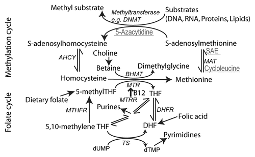 Figure 2 Summary of folate one-carbon metabolism. A simplified diagram showing the key functions of the folate cycle (lower half of diagram), involving transfer of 1C groups between folate molecules, required for pyrimidine and purine biosynthesis. The action of MTHFR (5,10-methylene tetrahydrofolate reductase) produces 5-methylTHF for re-methylation of homocysteine by MTR (methionine synthase). Alternatively, homocysteine is re-methylated by the action of BHMT (betaine-homocysteine methyltransferase). In the methylation cycle (upper half), S-adenosylmethionine (SAM) acts as the methyl group donor in a variety of methylation reactions. Reagents that inhibit steps of the methylation cycle and produce NTDs in cultured mouse embryos are shown in grey and underlined. S-adenosylethionine (SAE) is a non-metabolized analogue of SAM. Enzymes are shown in italics. AHCY, S-adenosylhomocysteine hydrolase; DHFR, dihydrofolate reductase; MAT, methionine adenosyltransferase; MTRR, methionine synthase reductase; TS, thymidylate synthase.