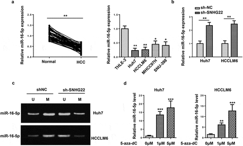 Figure 4. SNHG22 facilitated DNA promoter methylation to inhibit miR-16-5p. (a) The expression of miR-16-5p in HCC tissues and cells. (b) MiR-16-5p expression in HCC cells transfected with sh-SNHG22 or sh-NC. (c) Methylation-specific PCR was conducted to analyze the effect of SNHG22 on miR-16-5p methylation. (d) relative miR-16-5p expression after 5-aza-dC treatment in HCC cells. *p < 0.05, **p < 0.01, ***p < 0.001