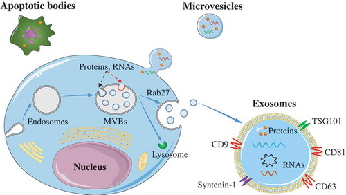 Figure 1. Biogenesis of EVs.Exosomes are formed via the endosomal pathway and are released upon fusion of MVBs with the plasma membrane. Microvesicles are generated by the outward budding and fission of the plasma membrane of the donor cells. The apoptotic bodies are large vesicle derived from the apoptotic cells.