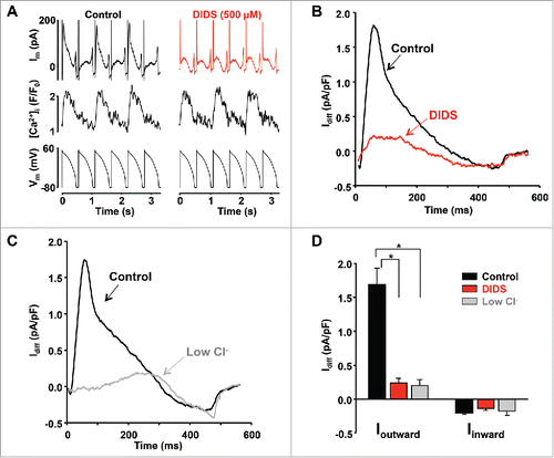 Figure 3. Contribution of Ca2+-activated Cl− current to Idiff. (A) Im and [Ca2+]i traces simultaneously recorded from a voltage-clamped myocyte exhibiting CaT alternans in control and after application of 500 µM DIDS. (B) Idiff, derived from the same cell as in panel A, under control conditions and after inhibition of ICaCC with DIDS. (C) Idiff traces recorded from the same ventricular myocyte under control conditions and after exposure to low Cl− solution. (D) Mean peak Ioutward and peak Iinward under control conditions (n = 18) and after inhibition of ICaCC with DIDS (n = 5) or low extracellular [Cl−] (n = 5). * p < 0.001.