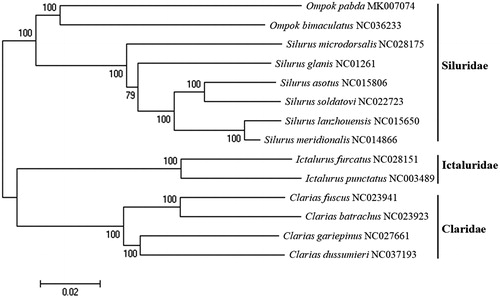 Figure 1. Phylogenetic tree of Ompok pabda within Siluridae, Ictaluridae, and Claridae. Phylogenetic tree of Ompok pabda complete genome was constructed by MEGA version 7 software with minimum evolution (ME) algorithm with 1000 bootstrap replications. GenBank Accession numbers were shown followed by each species scientific name.