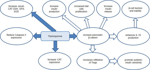 Figure 5 A diagram summarized the proposed mechanism of antihyperglycemic effect of thymoquinone in hypothyroid model. Catalase (CAT) (C), glutathione peroxidase (GPX) (D), reduced glutathione (GSH) (E) and superoxide dismutase (SOD), T regulatory cells (Tregs).