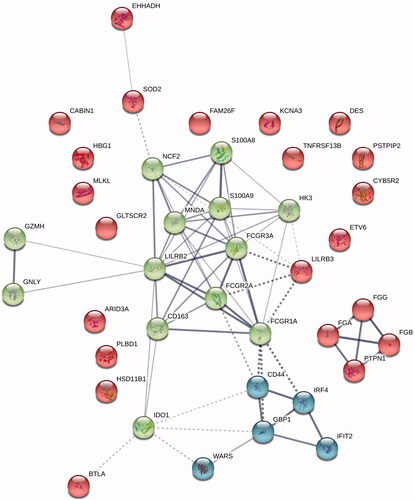 Figure 2. A k-means cluster analysis of the top 40 overexpressed proteins in the non-GCB subgroup showing a dominant cluster involved in several aspects of immune response (green).