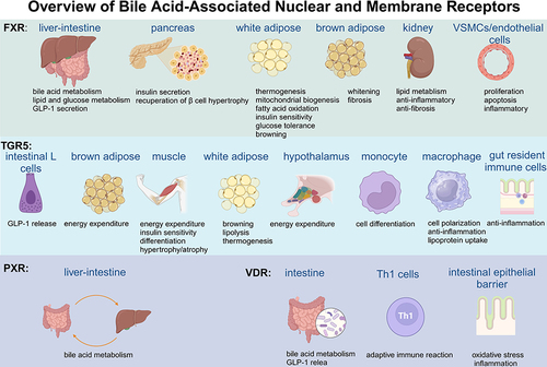 Figure 2 Overview of bile acid associated nuclear and membrane receptors.