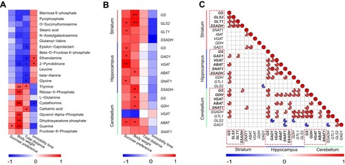 Figure 6 Spearman correlation analysis among genes, differential metabolites, and depression-like behaviors. (A) Correlation analysis between differential metabolites in the striatum and depression-like behaviors (n = 8 per group), *P < 0.05, **P < 0.01. (B) Correlation analysis between depression-like behaviors and significantly differential genes in the striatum, hippocampus, and cerebellum (n = 5 per group), *P < 0.05, **P < 0.01. (C) Correlation analysis of differential genes between the striatum, hippocampus, and cerebellum (n = 5 per group). Dotted frames represent genes with significantly altered expressions in the striatum, hippocampus, and cerebellum, respectively. The color intensity represents the degree of correlation. Red represents a positive correlation and blue represents a negative correlation. The size of the pie represents the absolute value of the correlation coefficient. The blanks indicate that a correlation was not significant.