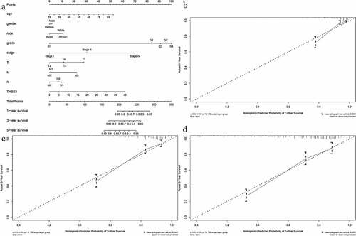 Figure 4. Establishment of ccRCC prognostic prediction nomogram; (A) Nomogram construction based on THBS3 and clinicopathologic variables; (B) Calibration curves of 1-year; (C) Calibration curves of 3-year; (D) Calibration curves of 5-year.