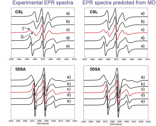 Figure 3. (Colour online) Comparison between experimental and predicted EPR spectra at different values of T-TNI. a) T-TNI = −15 K, b) T-TNI = −5 K, c) T-TNI = 0 K, d) T-TNI = 5 K and e) T-TNI = 25 K for CSL (left panels) and 5DSA (right panels) spin probes in 8CB. Spectra for CSL are reproduced from [Citation34] with permission from the Royal Society of Chemistry. Spectra for 5DSA were calculated from MD simulations of F. Chami and V. S. Oganesyan (unpublished). Contributions from meta-stable states I and II are indicated.