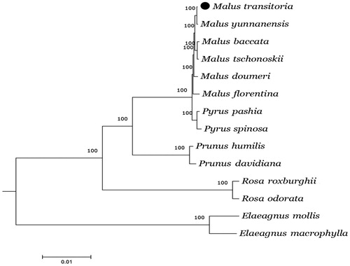 Figure 1. Phylogenetic relationships of 12 sequences in Rosaceae with the out-group of two Elaeagnus species constructed by whole chloroplast genome with the neighbor-joining (NJ) analyses. Numbers in the nodes are the bootstrap values from 1000 replicates. Accession numbers: Rosa roxburghii KX768420, Rosa odorata KF753637, Pyrus pashia KY626169, Pyrus spinosa HG737342, Prunus humilis MF405921, Prunus davidiana MH460864, Malus baccata KX499859, Malus doumeri KX499861, Malus florentina KX499862, Malus tschonoskii KX499863, Malus transitoria MK098838, Malus yunnanensis MH394388, Elaeagnus mollis KY511611, and Elaeagnus macrophylla KP211788.