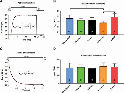 Figure 4. Comparison of activation and inactivation kinetics of Kv1.3 ion channel in different experimental configurations