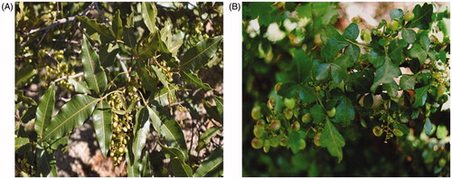 Figure 2. Pictures of Rhus species under study. (A) Picture of R. retinorhoea. (B) Picture of R. tripartite.
