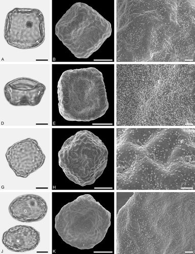 Figure 22. LM (A, D, G, J) and SEM (B, C, E, F, H, I, K, L) micrographs of dispersed fossil Ulmaceae pollen. A–F. Zelkova sp., same grain with four pori, distal side of grain (B, C), and proximal side of grain (E, F). G–L. Zelkova sp., same grain with four pori, distal side (H, I), and proximal side (K, L). Scale bars – 10 µm (A, B, D, E, G, H, J, K), 1 µm (C, F, I, L).