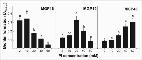 Figure 1. Biofilm formation in different Pi concentration media. Selected isolates (MGP16, MGP12, and MGP45) were grown in static conditions for 48 h in M63 medium modified with the indicated Pi concentrations. Biofilm formation was quantified by cristal violet technique. Data represent the mean ± SD of at least 3 independent experiments. Different letters indicate significant differences according to Tukey's test with a p-value ≥ 0.05.