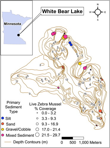 Figure 1. Map of the sampling area with transect locations. The percent coverage of Zebra Mussels is the mean for the transect.