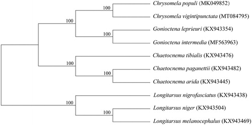 Figure 1. The Neighbor-joining tree based on 10 mitochondrial genome sequences.