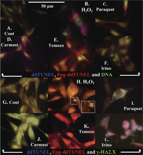 Figure 4. Use of the ddTUNEL and Fpg-ddTUNEL assays to assess the DNA damage caused to U87 cells.Use of biotinylated ddUTP in ddTUNEL (fluram-avidin) and Fpg-ddTUNEL (Texas Red–avidin) assays shows DNA damage caused to U87 cells following incubation with ROS-inducing and chemotherapeutic reagents. (A–F) DNA is stained with green YoPro, and (G–L) green γ-H2A.X is shown. The stressors all increase the levels of DNA damage (shown in Table 1 and discussed in the “Results and discussion” section).
