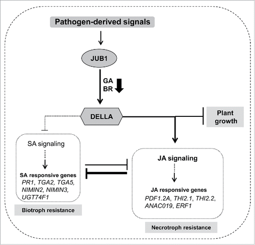 Figure 4. Model showing the function of JUB1 during pathogen attack. A working model showing the JUB1-mediated defense response mechanism; JUB1 expression is induced by various pathogen-derived signals, and it mediates the plant's response to pathogen attack through accumulation of DELLA proteins resulting in activated JA defense signaling, but an attenuated SA defense response leading to enhanced susceptibility to Pst DC3000. This study also emphasizes the role of JUB1 for the regulation of plant growth and defense crosstalk.