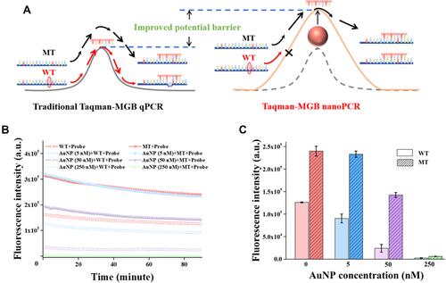 Figure 3 Mechanism of AuNPs for improving the specificity of Taqman-MGB nanoPCR. (A) The schematic of energy barrier hypothesis to explain the effect of AuNPs on the perfectly and mismatch complement pairing between templates and probes. (B) Hybridization of two single-stranded template sequences (wild-type and mutation-type) with MT probe at different AuNP particle concentrations. The fluorescent signal is derived from the double-stranded product with binding of SYBR Green I. (C) Average fluorescence intensities of WT templates and MT templates when the fluorescence signals reach steady state after hybridization.