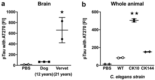 Figure 3. Quantification of pTau using the AT270 antibody. (a) FI signals for pTau in RIPA-soluble extracts from frontal cortex in 12-year old dogs (n = 3) and 21-year old vervets (n = 2). (b) FI signals for pTau in RIPA-soluble extracts from whole-body worm pellets in WT, CK10 and CK144 worms (each n = 2). Samples were analyzed with ANOVA followed by post hoc pairwise comparisons. All data are presented as mean ± SEM. ★ p < 0.05 and ★★ p < 0.01 for post hoc pairwise comparisons.