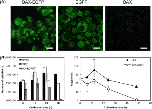 Fig. 2. Induction of apoptosis by Bax produced under the control of the FBP1 promoter.Note: (A) Production of human Bax protein in yeast cells. The FBP1 promoter and the BAX gene were integrated into the genome of W303-1A by means of the pRS404 vector. BAX-EGFP denotes cells harboring pRS404-FBP1pro-BAX-EGFP, EGFP denotes cells harboring pRS404-FBP1pro-EGFP, and BAX denotes cells harboring pRS404-FBP1pro-BAX. Scale bar, 5 μm. (B) Viability of Bax-producing cells in a low-glucose medium. Viability was calculated in the way described in Fig. 1(B), with the strain harboring pRS404-FBP1pro as control. Error bars show standard deviations (n = 4 up to 24 h).