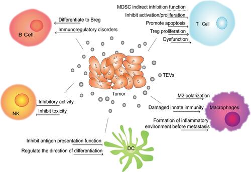 Figure 1 Effects of TEVs on immune cells. TEVs can directly or indirectly inhibit the functions of immune cells (T cell, B cell, DC, macrophages and NK cell) through a variety of ways, and help tumor escape immune surveillance and clearance, thereby promoting tumor occurrence, growth and metastasis.