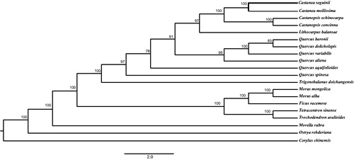 Figure 1. Bayesian inference (BI) phylogenetic tree based on 20 complete chloroplast genome sequences. Accession numbers: Castanea mollissima HQ336406, Castanopsis echinocarpa NC_023801, Castanopsis concinna NC_033409, Lithocarpus balansae KP299291, Quercus baronii KT963087, Quercus dolicholepis KU240010, Quercus variabilis KU240009, Quercus aliena KU240007, Quercus aquifolioides NC_026913, Quercus spinosa NC_026907, Trigonobalanus doichangensis NC_023959, Morus mongolica KM491711, Morus alba KU355276, Ficus racemose KT368151, Tetracentron sinense KC608752, Trochodendron aralioides KC608753, Morella rubra NC_035006, Ostrya rehderiana NC_028349, and Corylus chinensis KX814336. The number on each node of branch indicates the bootstrap support value. The bond line marks the newly sequenced C. seguinii in this study.