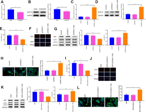 Figure 4 MAP1S can induce autophagy to improve chemosensitivity in A549/DDP cells.