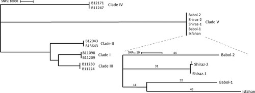 Figure 2. Phylogenetic tree based on SNPs of 13 C. auris. Numbers above the branch indicate the number of SNPs. Isolates from clade V differed >200,000 SNPs from other clades. The tree was generated with MEGA11 using the neighbour-joining tree method.