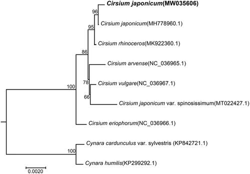 Figure 1. Phylogenetic relationships of Cirsium species inferred using maximum-likelihood (ML) method. The phylogenetic tree constructed using the shared protein sequences among the 9 samples. The number on the branch indicates the bootstrap value. Cynara humilis (KP299292.1) and Cynara cardunculus var. sylvestris (KP842721.1) were used as outgroups.