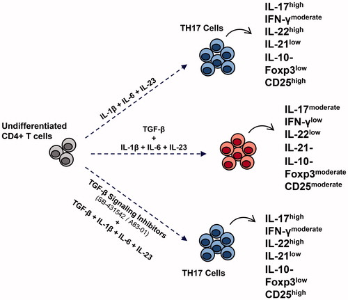 Figure 7. Schematic of human TH17 cell differentiation by pro-inflammatory cytokines independently of TGFβ and its associated signaling. In presence of IL-1β, IL-6, and IL-23 as pro-inflammatory cytokines, TH17 cells that secrete IL-17, IL-22, and IFNγ developed, whereas TGFβ suppressed production of IL-17, IL-22, and IFNγ and enhanced expression of Foxp3 on the differentiated cells. Selective TGFβ signaling inhibitors restored TH17 cell differentiation.