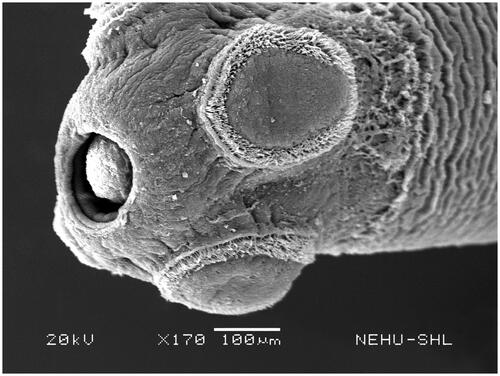 Figure 2. Scanning electron microscopic image of the anterior end of untreated T. tetragona. The bulbous scolex and neck are visible. An apical rostellum is surrounded by four oval-shaped suckers.