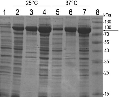 Figure 1. SDS-PAGE analysis of recombinant MBP-Eno protein in E. coli lysates. After induction of protein synthesis, E. coli cells were grown at 25°C and 37°C. Lane 1: E. coli lysate before induction; lanes 2, 5: soluble fraction of cell lysates after induction; lanes 3, 6: insoluble fraction of cell lysates after induction; lanes 4, 7: total cell lysate after induction; lane 8: protein molecular weight marker (Thermo Fisher Scientific, USA). The arrow indicates the migration position of recombinant MBP-Eno.