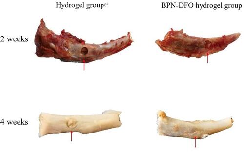 Figure 6 The macroscopic presence of bone defect site in tibial. 2 and 4 weeks in BPN-DFO hydrogel group and hydrogel group.