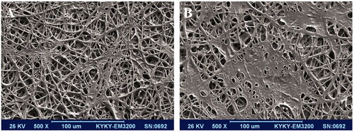 Figure 2. Morphology of the stem cell-seeded PCL nanofibrous scaffolds, stem cells seeded scaffold after 5 d (A) and after 14 d (B).