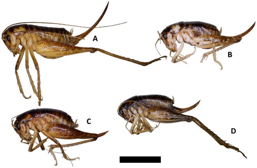 Figure 2. Representative female individuals of each of the four ground wētā species described here. A, Hemiandrus maculifrons; B, Hemiandrus luna sp. nov.; C, Hemiandrus brucei sp. nov.; D, Hemiandrus nox sp. nov. Scale bar = 10 mm.