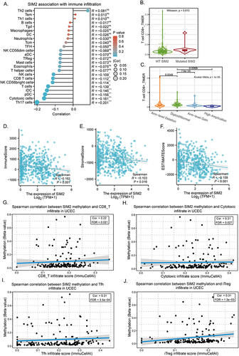 Figure 7 Correlation analysis of tumor-infiltrating immune cells and SIM2 in UCEC. (A) The correlation of SIM2 and immune cells within UCEC tumors. (B) The correlation of SIM2 mutation and CD8+T infiltration. (C) The correlation of SIM2 CNV and CD8+T infiltration. (D-F) The correlation of SIM2 expression with Immune (D), Stromal (E) and Estimate Score (F). (G-J) The correlation of SIM2 methylation with the infiltration of CD8, Cytotoxic, Tfh and iTreg cells.