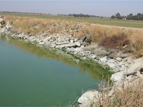 Figure 4 Pond with Microcystis bloom in California’s Central Valley.